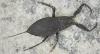 Nepa cinerea